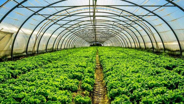۴۰۰ هزار تن محصولات گلخانهای در آذربایجانشرقی تولید میشود ۴۰۰ هزار تن محصولات گلخانهای در آذربایجانشرقی تولید میشود