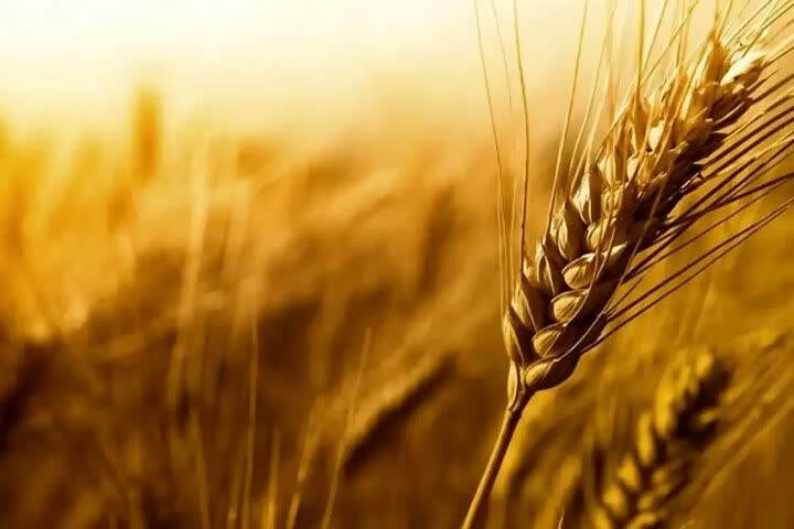 عبور خرید تضمینی گندم در آذربایجانشرقی از ۱۰۰ هزار تن عبور خرید تضمینی گندم در آذربایجانشرقی از ۱۰۰ هزار تن