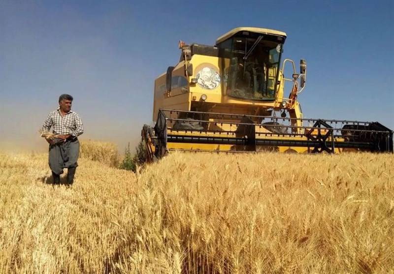 پرداخت ۸۷ درصد مطالبات گندمکاران پرداخت ۸۷ درصد مطالبات گندمکاران